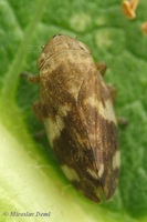 Philaenus spumarius - Meadow Froghopper