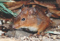 Red Forest Rat (Nesomys rufus) Ranomafana National Park, Eastern Madagascar.