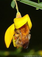 Bombus pascuorum - Common Carder-bee