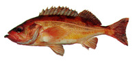Sebastes proriger, Redstripe rockfish: fisheries, gamefish