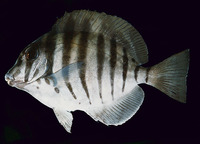 Acanthurus polyzona, Black-barred surgeonfish: