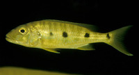 Boulengerochromis microlepis, Giant cichlid: fisheries, gamefish, aquarium