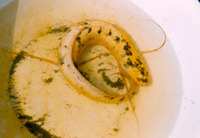 Protopterus aethiopicus congicus, : aquarium