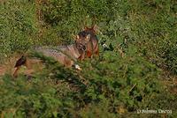 Image of: Canis aureus (golden jackal)
