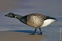 Image of: Branta bernicla (brent goose)