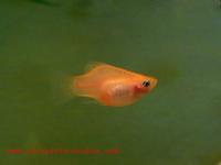 Xiphophorus maculatus - Moon Fish