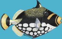 Image of: Balistoides conspicillum (bigspotted triggerfish)