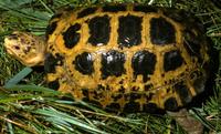 Image of: Indotestudo forstenii (travancore tortoise)