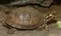 Terrapene carolina - Common Box Turtle