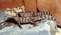 Paleosuchus palpebrosus - Cuvier's Smooth-fronted Caiman