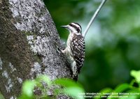 Brown-capped Woodpecker - Dendrocopos moluccensis