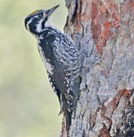 European Three-toed Woodpecker