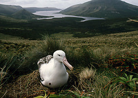 : Diomedea epomophora; Royal Albatross