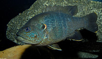 : Lepomis cyanellus; Green Sunfish