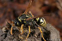 : Polistes dominulus; European Paper Wasp