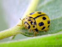 Propylea quatuordecimpunctata - Fourteen-spotted Lady Beetle