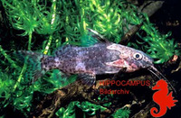 Synodontis obesus, : aquarium