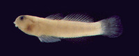 Risor ruber, Tusked goby: