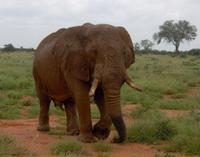 Loxodonta africana knochenhaueri - East African Bush Elephant
