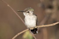Bee Hummingbird - Mellisuga helenae