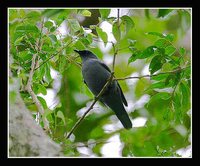 Black-bellied Cuckoo-shrike - Coracina montana