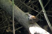 Sharp-tailed  streamcreeper   -   Lochmias  nematura   -