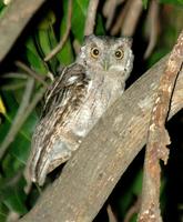 Pacific Screech-Owl (2); Tapachula, MX (WEB).jpg