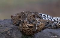 : Panthera pardus; Leopard
