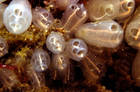 : Clavelina huntsmani; Light-bulb Tunicate