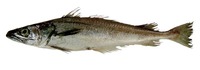 Merluccius albidus, Offshore hake: fisheries