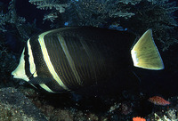 Zebrasoma veliferum, Sailfin tang: fisheries, aquarium