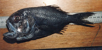 Hoplostethus cadenati, Black slimehead: fisheries