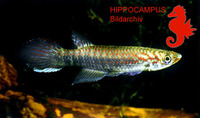 Epiplatys njalaensis, : aquarium