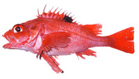 Sebastolobus macrochir, Broadbanded thornyhead: fisheries