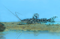 Leiarius marmoratus, : fisheries, aquarium