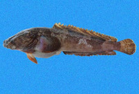 Batrachoides waltersi, Walter's toadfish: