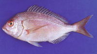 Pagellus affinis, Arabian pandora: fisheries