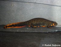 Cynops cyanurus - Blue-tailed Fire-bellied Newt