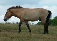 Equus ferus przewalskii - Przewalski's Wild Horse