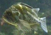 Image of: Sebastes caurinus (copper rockfish)