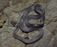 Image of: Diadophis punctatus (ring-necked snake)