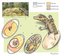 Image of: Reptilia (reptiles)