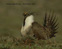 Greater Sage Grouse - Centrocercus urophasianus