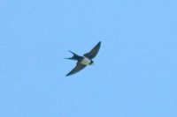 Black-collared Swallow - Atticora melanoleuca