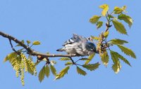 Cerulean Warbler - Dendroica cerulea