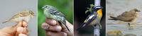 왼쪽부터 노랑눈썹솔새, 무당새, 어린 흰눈썹황금새 수컷, 제비물떼새.