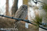 Fig. 14. Ural Owl : 긴점박이올빼미