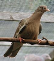 Bare-eyed Pigeon Columba corensis
