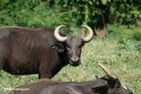 African buffalo (Syncerus caffer).  Locally known as Jobi (Luo), Nyati (Swahili), Embogo (Lugand...