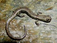 : Batrachoseps simatus; Kern Canyon Slender Salamander